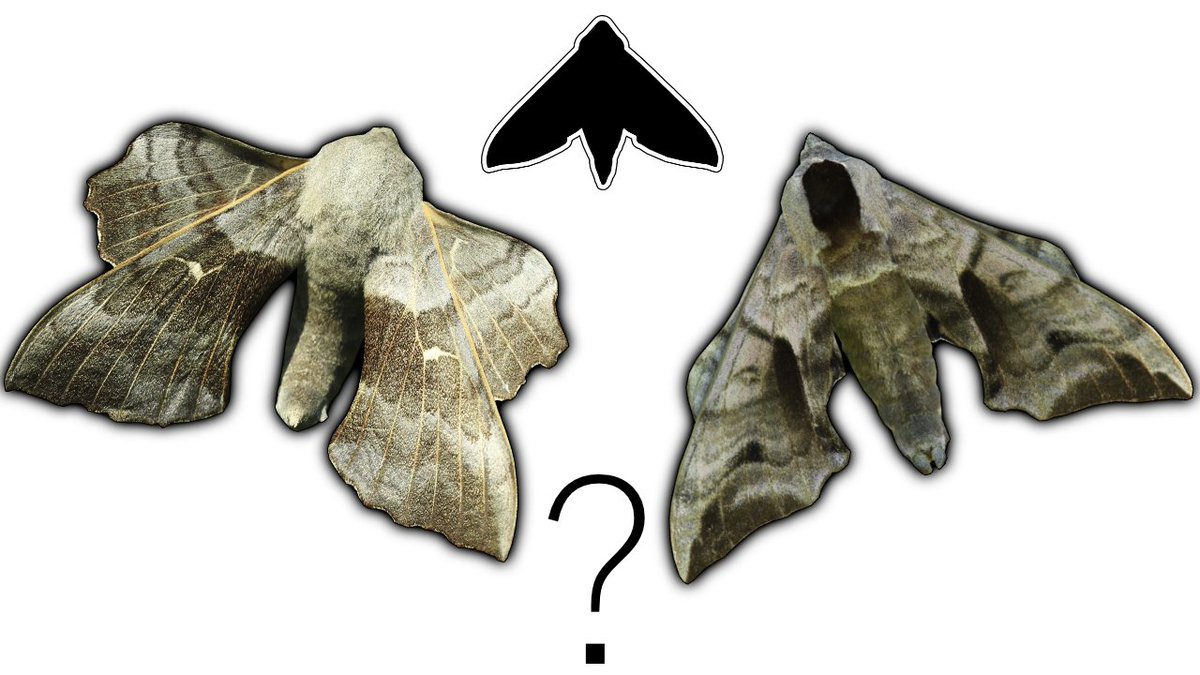 Noctuidae10's tweet photo. A new episode of Whats The Difference has been uploaded! This time, going over the differences between the Poplar, and the Eyed Hawkmoths!

https://t.co/oNwbRpKPnE https://t.co/lBeR3ygpwz
