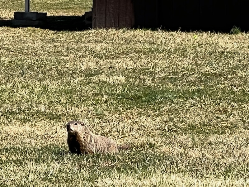 Harper's Choice MS tweet media