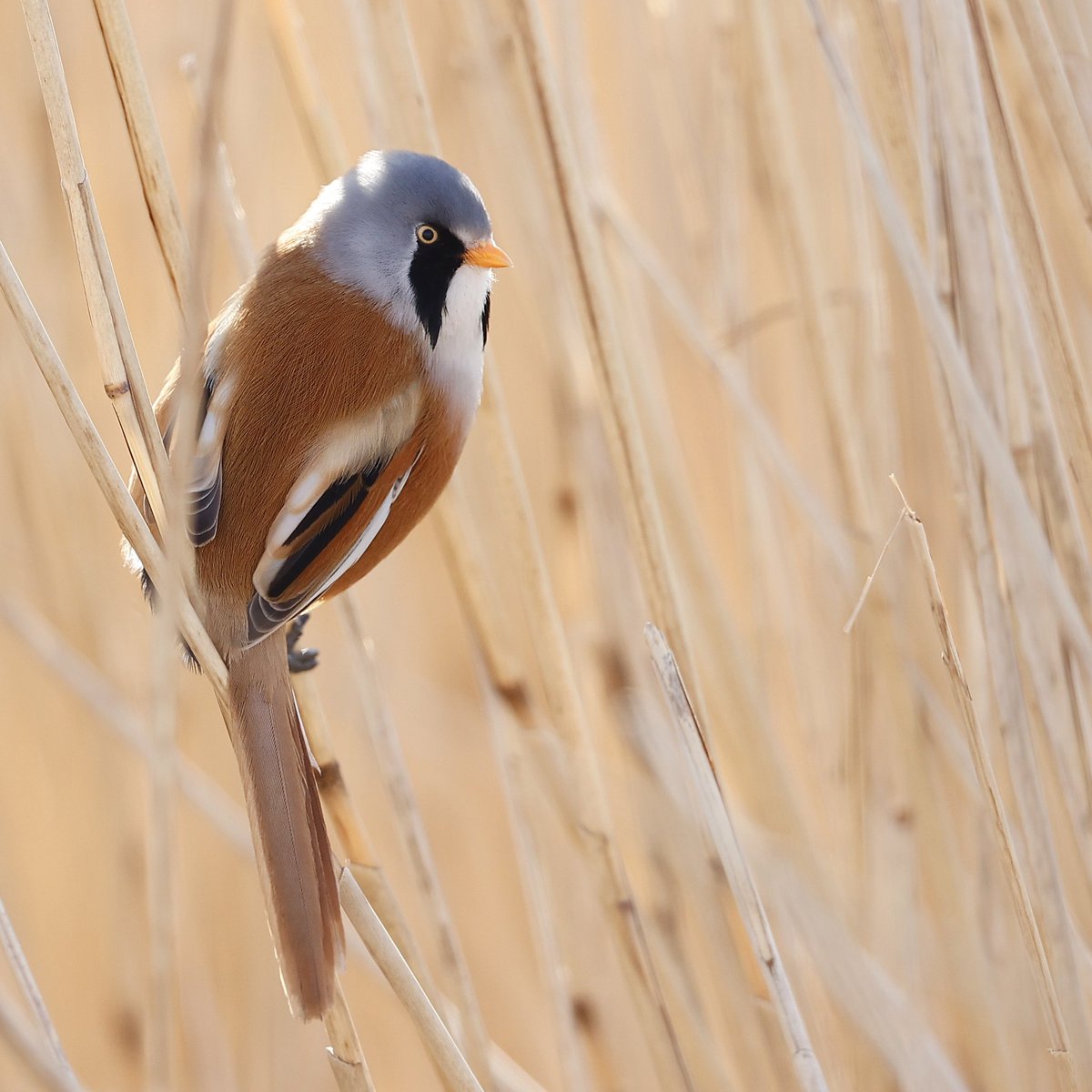 Bearded tit this morning, Burnham overy staithe, Norfolk. <a href="/Natures_Voice/">RSPB</a> <a href="/NorfolkWT/">Norfolk Wildlife Trust</a> <a href="/BBCSpringwatch/">BBC Springwatch</a>