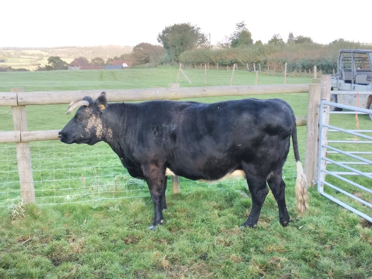 pollehill highlands (@pollehillhighl1) on Twitter photo Absolutely stunning pure Shetland cattle secured by <a href="/pollehillhighl1/">pollehill highlands</a> for <a href="/TheButcherySE23/">Ruth&Nathan</a> these are 100% conservation grazed with a nice bit of age, full of meat and rare as hens teeth this #beef should go straight to the top of any shopping list
#meat Absolutely stunning pure Shetland cattle secured by <a href="/pollehillhighl1/">pollehill highlands</a> for <a href="/TheButcherySE23/">Ruth&Nathan</a> these are 100% conservation grazed with a nice bit of age, full of meat and rare as hens teeth this #beef should go straight to the top of any shopping list
#meat