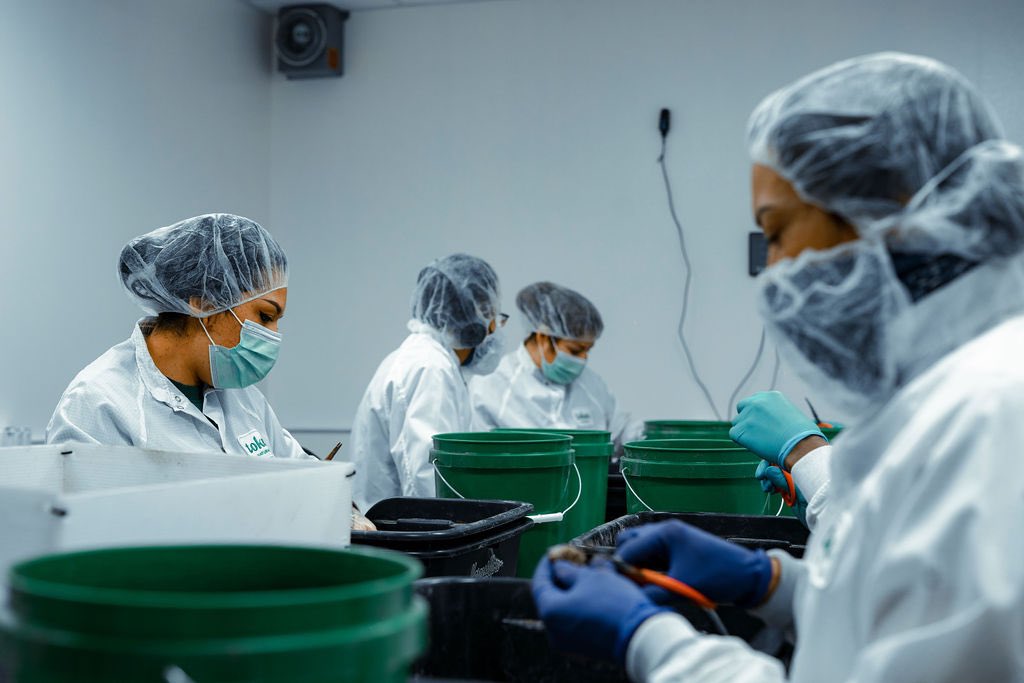 We’re hiring again! 🌱

Our #yeg team is looking for a motivated individual to assist with the production of high-quality cannabis products. 

Apply here: tokennaturals.com/jobs-productio…