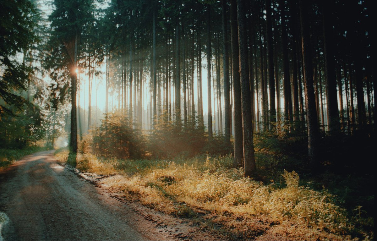 analoguevibez's tweet photo. some more countryside shots on film https://t.co/ooTaKj59rr
