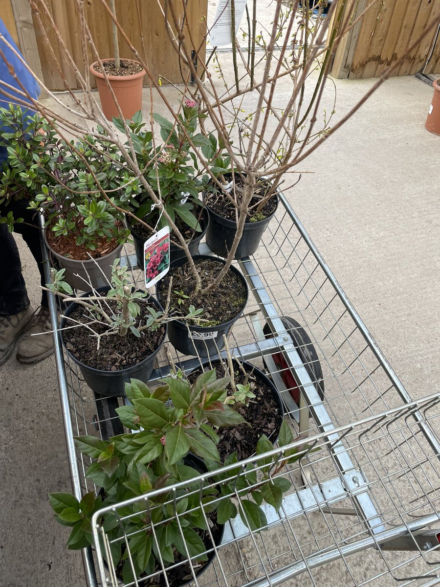 The biggest thank you to our wonderful <a href="/friendskba/">kbafriends</a> and local community for raising over £500 for our <a href="/KBuccleuchA/">KBA</a> well-being garden! 🌸 <a href="/DinoDiSalvo/">Dino Di Salvo</a> @KbaPrimary @MrsFoleyKBA <a href="/UnitedLearning/">United Learning</a> <a href="/TowerOfLondon/">The Tower of London</a> <a href="/HRP_palaces/">Historic Royal Palaces</a> <a href="/HRP_learning/">Learning Team at Historic Royal Palaces</a> #superbloomschools #TowerSuperbloom