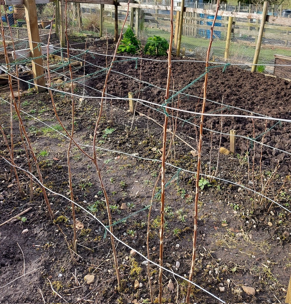ToavesG's tweet image. Raspberries tied in, &amp;amp; Bed 1 nearly weeded &amp;amp; forked over. 
#toaves #allotmentlife #raspberrycanes #2022prep