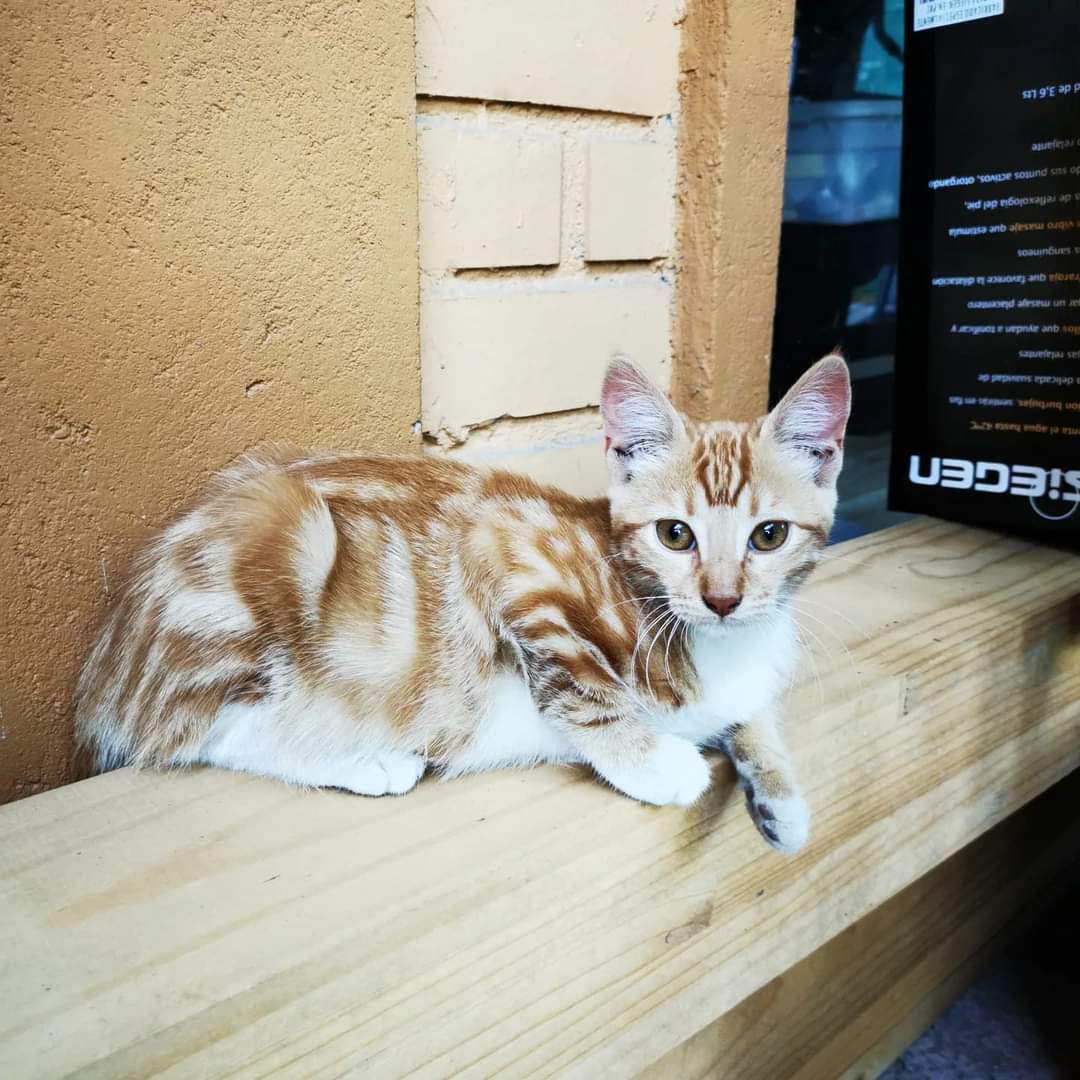 Gatit@s en adopción!!
Estos gatitos están listos con todos sus cuidados para encontrar una familia que los ame para siempre. Tienen 3 meses :)
Contacto: +56991871651 RT!!! #Santiago #AdoptaNoCompres