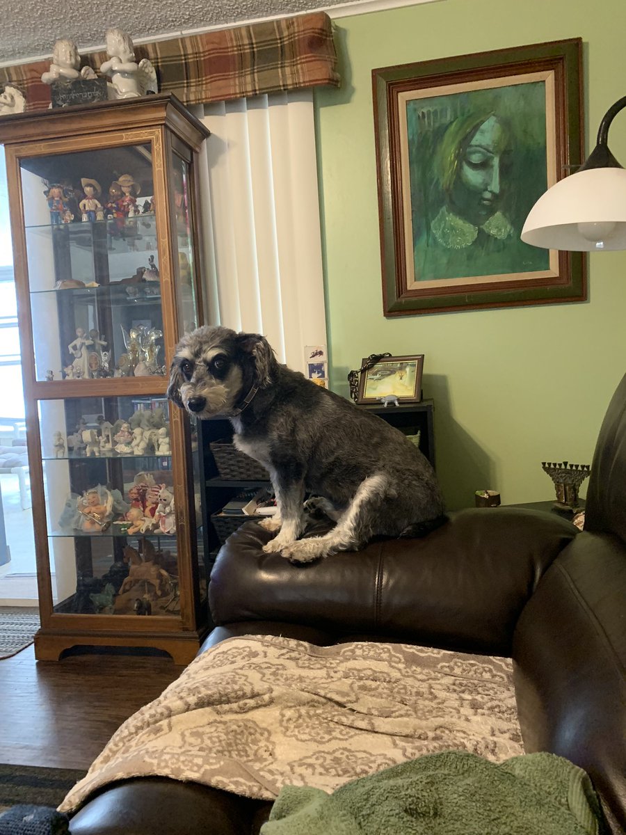 Meet the king of the couch.