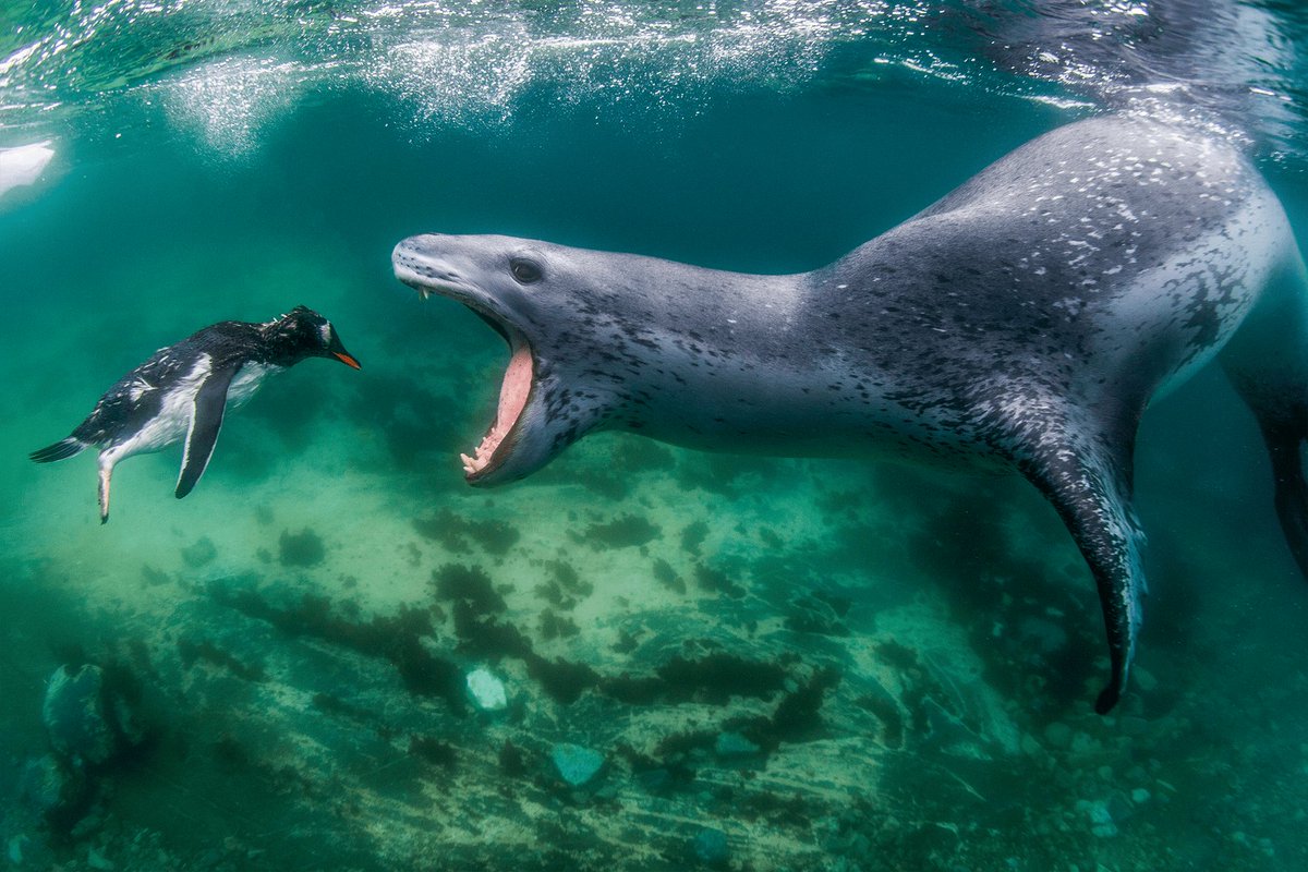 greennomad61's tweet photo. Wow. Amazing yet sad picture - poor penguin 😪🐧 

 "A #LeopardSeal chasing a gentoo #penguin in #Antarctica. This image wins the gold prize in the behaviour – #mammals category and the grand prize of World Nature Photographer of the Year"

📷 #AmosNachoum via .@guardianeco https://t.co/okR3x5ogNf