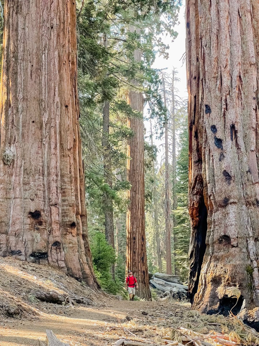 divergenttravel's tweet photo. Leading by example - @Gadventures we will be planting 10 trees per person who attended @thelasttourist premiere to night! 

#TheLastTourist #Gforgood #AlamoDrafthouseCinema #Brooklyn #Travel #SustainableTourism https://t.co/KtLSazs07G