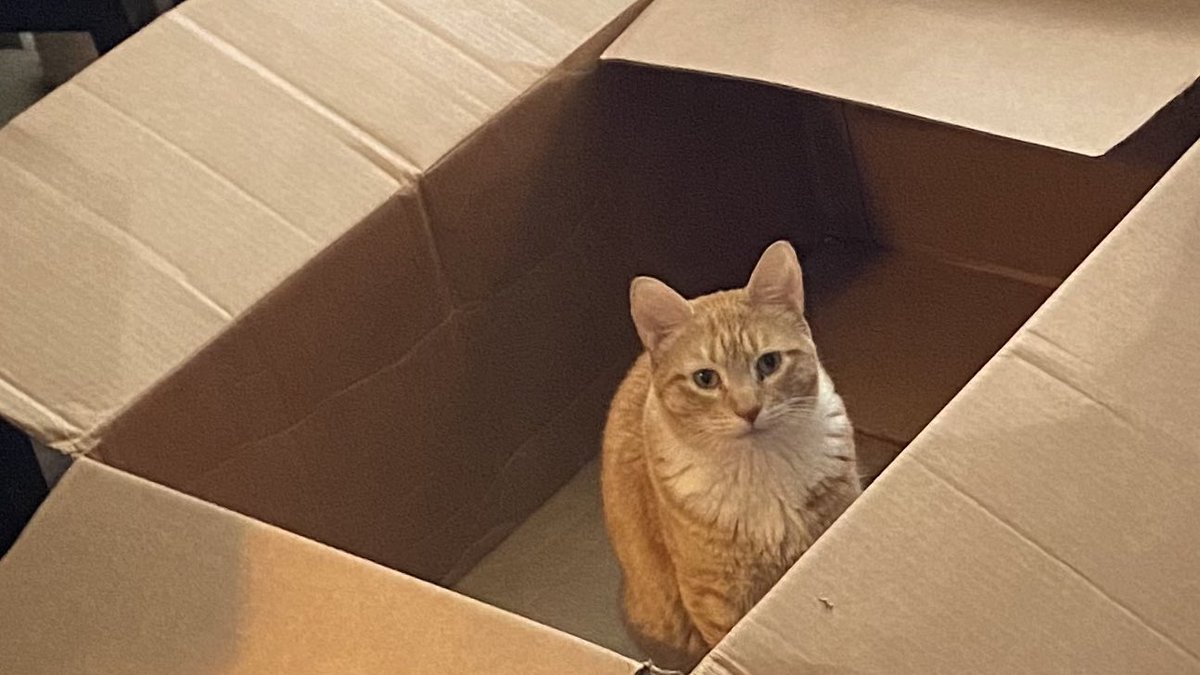 JortsTheCat's tweet photo. Honestly? I’m a little overwhelmed by this huge box. My meows echo https://t.co/BNc6V7nJJG