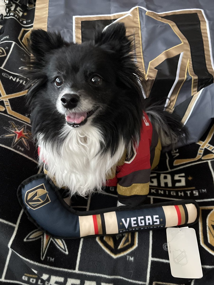 VGKPandaPup's tweet photo. Hey #VegasBorn, let’s just keep it simple toKnight!  Still give me #LuckyVGKNoseBoops to help get the boys out of this bad funk!

#BoopItToWinIt 
#VGK9Krew
❤️🐼🐶 https://t.co/PKcNeLXt1Z