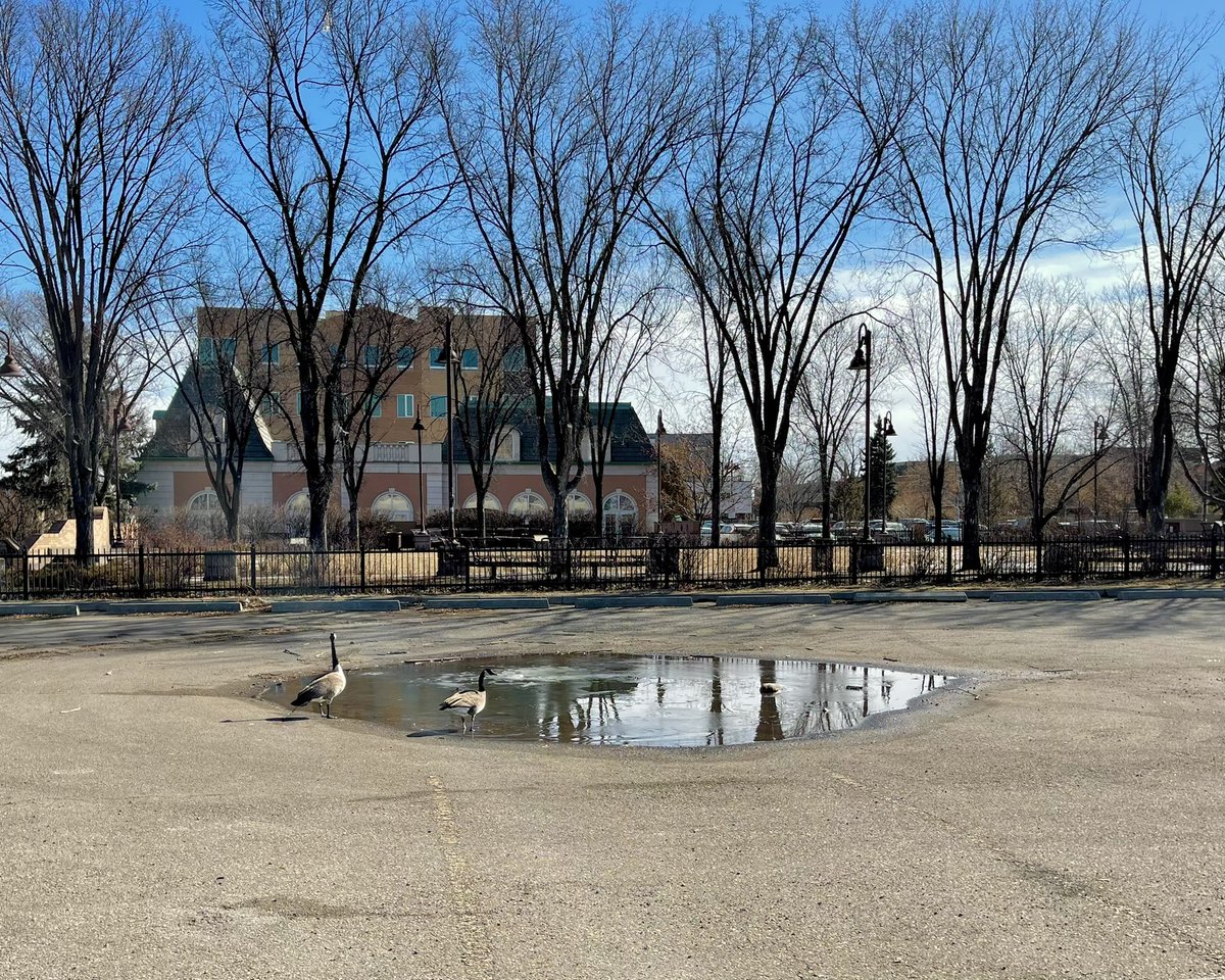 XAfternoons's tweet photo. your eyes don’t deceive you… these birbs travelled thousands of kilometres to return to the promised land. They’re going to make babies here and defend the territory aggressively. The parking lot lake is a nursery, for all of us. https://t.co/If0oPneWSR