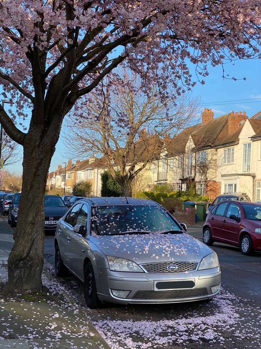 pretty blossom again