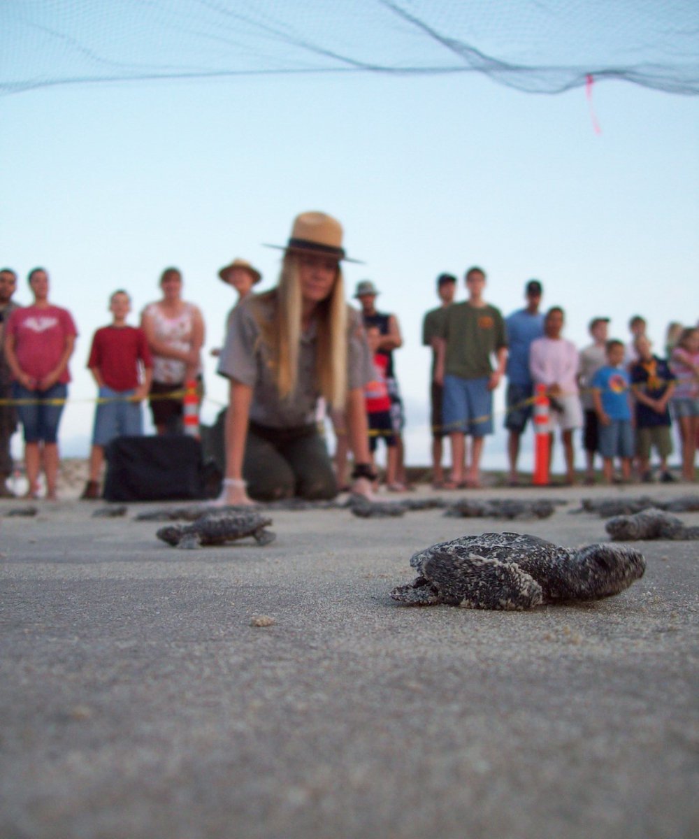 My work has allowed me to connect with individuals from all over the world, facilitate conservation, and study of sea turtles now, &amp; for future generations to come. Donna Shaver, DIR, Sea Turtle Science and Recovery Division <a href="/PadreIslandNPS/">Padre Island N.S.</a> #WomensHistoryMonth #PeopleofInterior