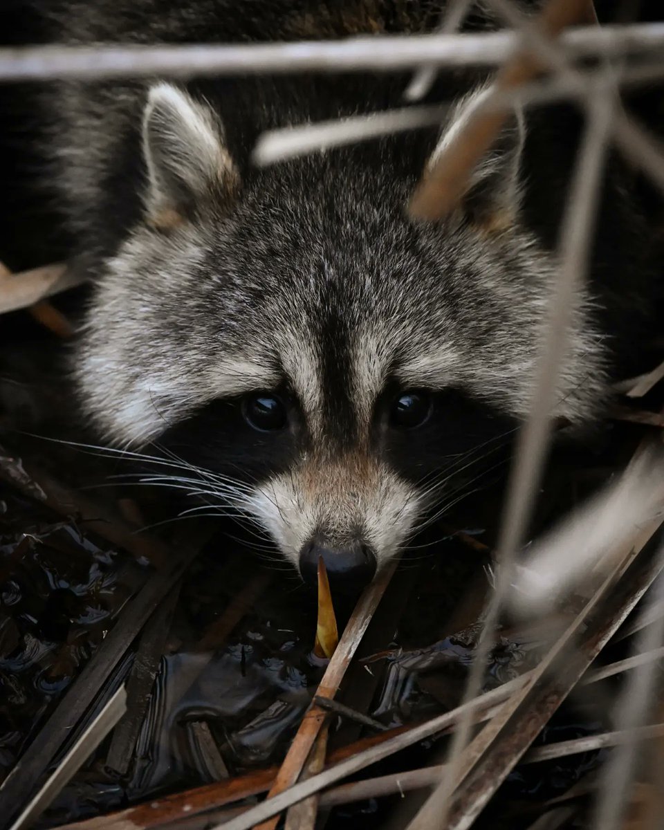 olimoormanphoto's tweet photo. Imagine, you're walking along a trail, you hear a rustle and a soft splash, you look down and this little face has popped out of the reeds to check you out #raccoon #trashpanda #canadianwildlife #wildlife #wildlifephotography #hamont #hamiltonnature #valenslake https://t.co/FFF1ML0rGA
