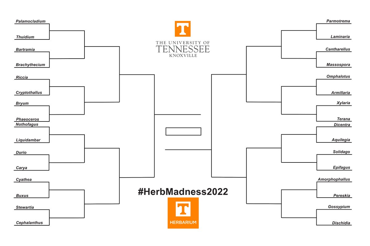 Round 1 of #HerbMadness2022 is live! You can vote here forms.gle/PpjLAuzGT2hLJk… & through the link in our bio. 32 genera have entered but only 16 will continue. Who will it be?!