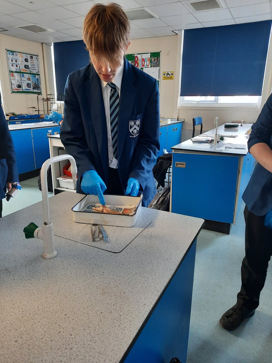 The best way to learn about the brain is to dissect it yourself🧠. Year 10s carrying out a dissection, identifying the different parts and explaining the function to the class.
