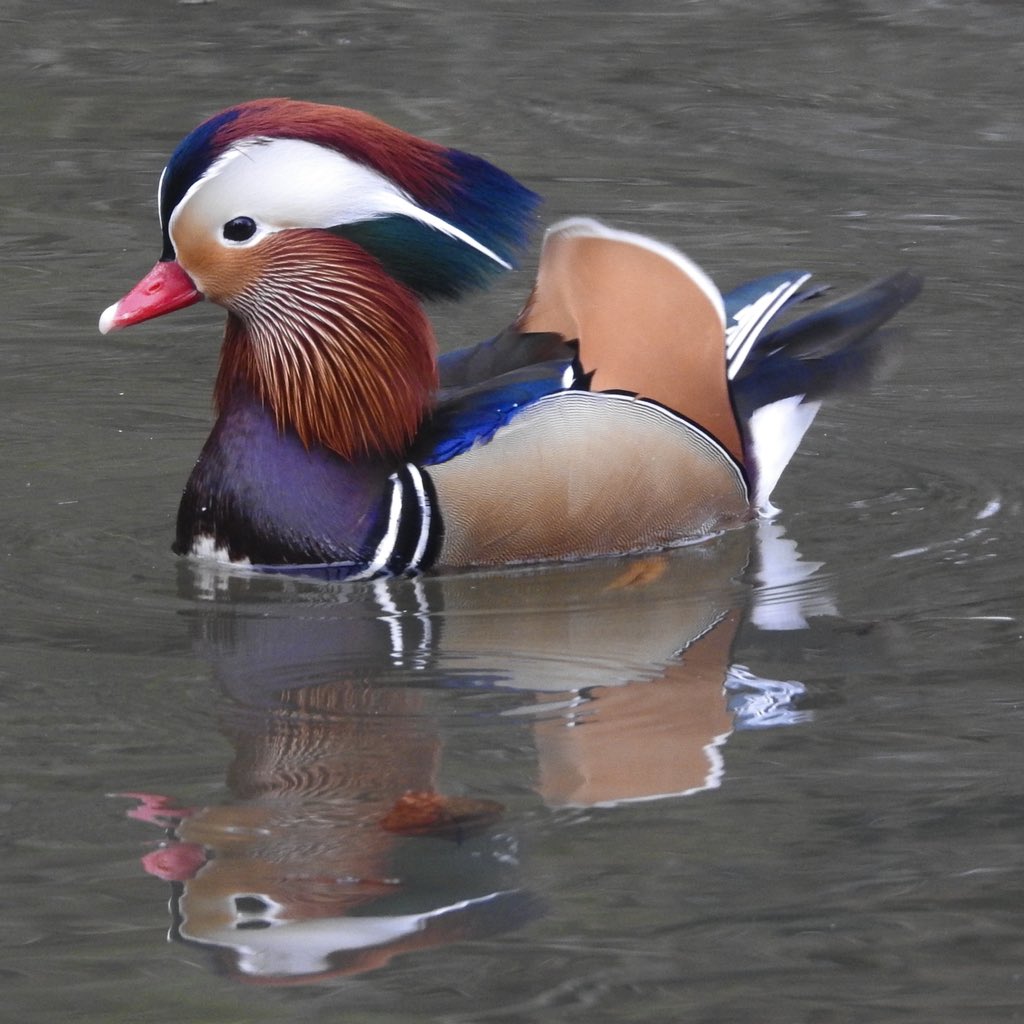 bernoid's tweet photo. Mandarins today! Little stunners. #mandarinduck #lookingatbirds https://t.co/cHWUGCENJD