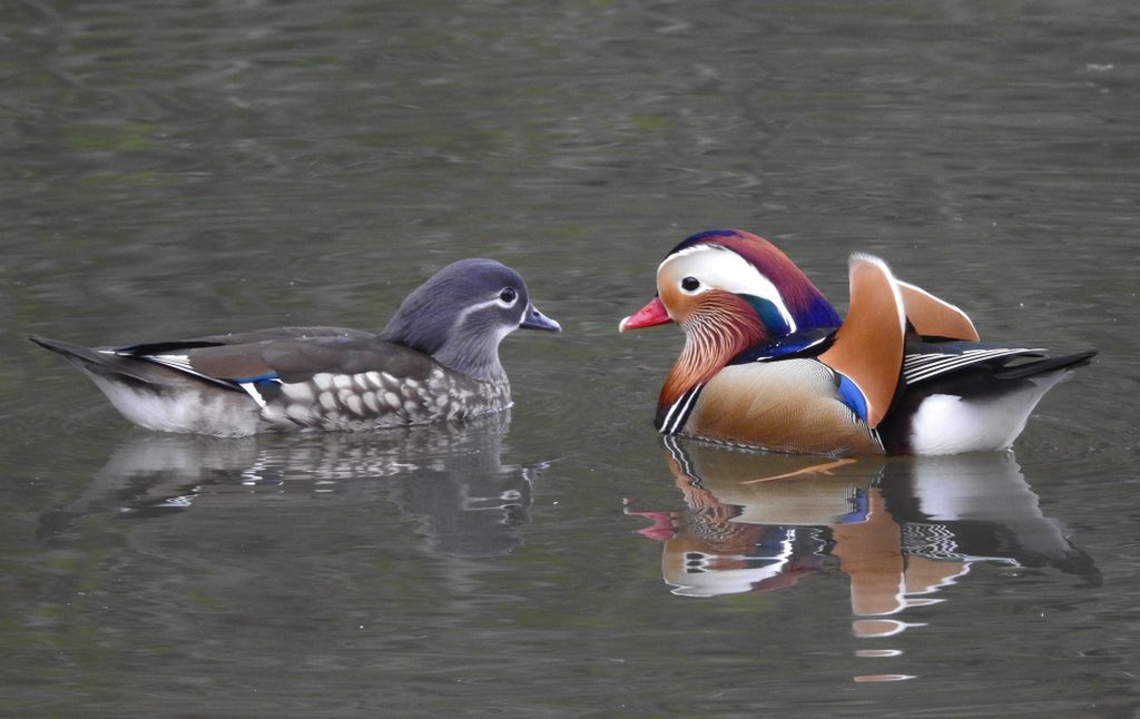 bernoid's tweet photo. Mandarins today! Little stunners. #mandarinduck #lookingatbirds https://t.co/cHWUGCENJD