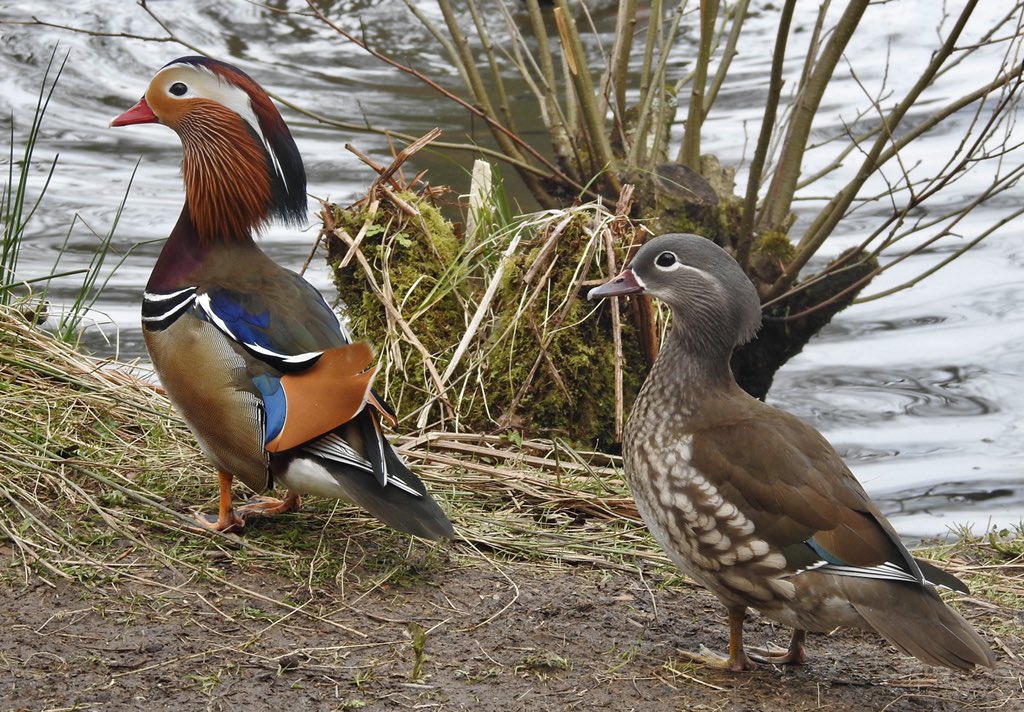 bernoid's tweet photo. Mandarins today! Little stunners. #mandarinduck #lookingatbirds https://t.co/cHWUGCENJD