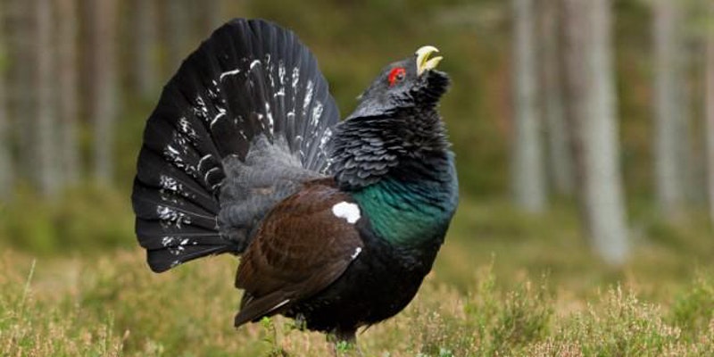 Excited to be hosting an online talk about the #Cairngorms #Capercaillie Project as part of our local spring activity series. Just time to get your ticket for Thursday's talk eventbrite.co.uk/e/cairngorms-c… - free to join (donations always welcome). Image: © Mark Hamblin/2020VISION