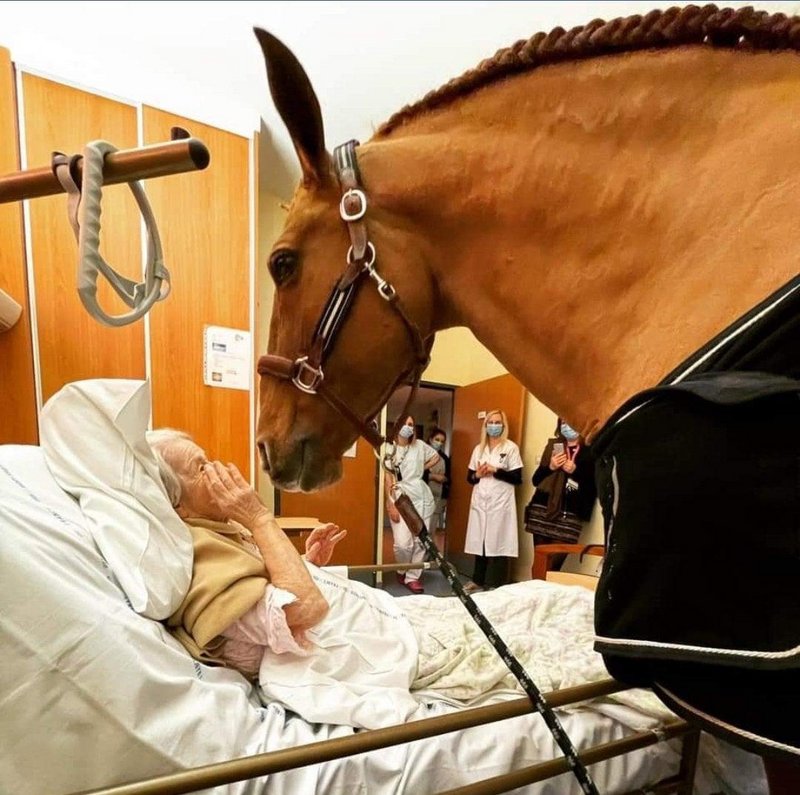 Rob_Simone's tweet image. 🐎
In France, Peyo, a beautiful 15-year-old stallion, often comes to comfort and soothe terminally ill patients at the Techer Hospital in Calais. 

The horse always chooses which patient he wants to see, by kicking his hoof outside the door...

#HealingHorses #RobSimoneTalkShow