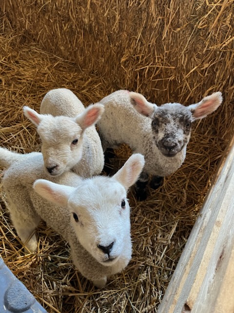 Mill House Farm Pods (@millhousepods) on Twitter photo Lambing is in full swing, so spring must be around the corner. The wild geese will soon be leaving us for their summer nesting grounds. P.s. Meet Barry, Cyril and Jeffery, our pet lambs. #lambs #geese #glampinginlancashire @xav <a href="/alpacafold/">Alpacafold</a> <a href="/FarmRidgeway/">Farmer Helen</a> <a href="/hedgerowpods/">Hedgerow luxury Glamping</a> Lambing is in full swing, so spring must be around the corner. The wild geese will soon be leaving us for their summer nesting grounds. P.s. Meet Barry, Cyril and Jeffery, our pet lambs. #lambs #geese #glampinginlancashire @xav <a href="/alpacafold/">Alpacafold</a> <a href="/FarmRidgeway/">Farmer Helen</a> <a href="/hedgerowpods/">Hedgerow luxury Glamping</a>