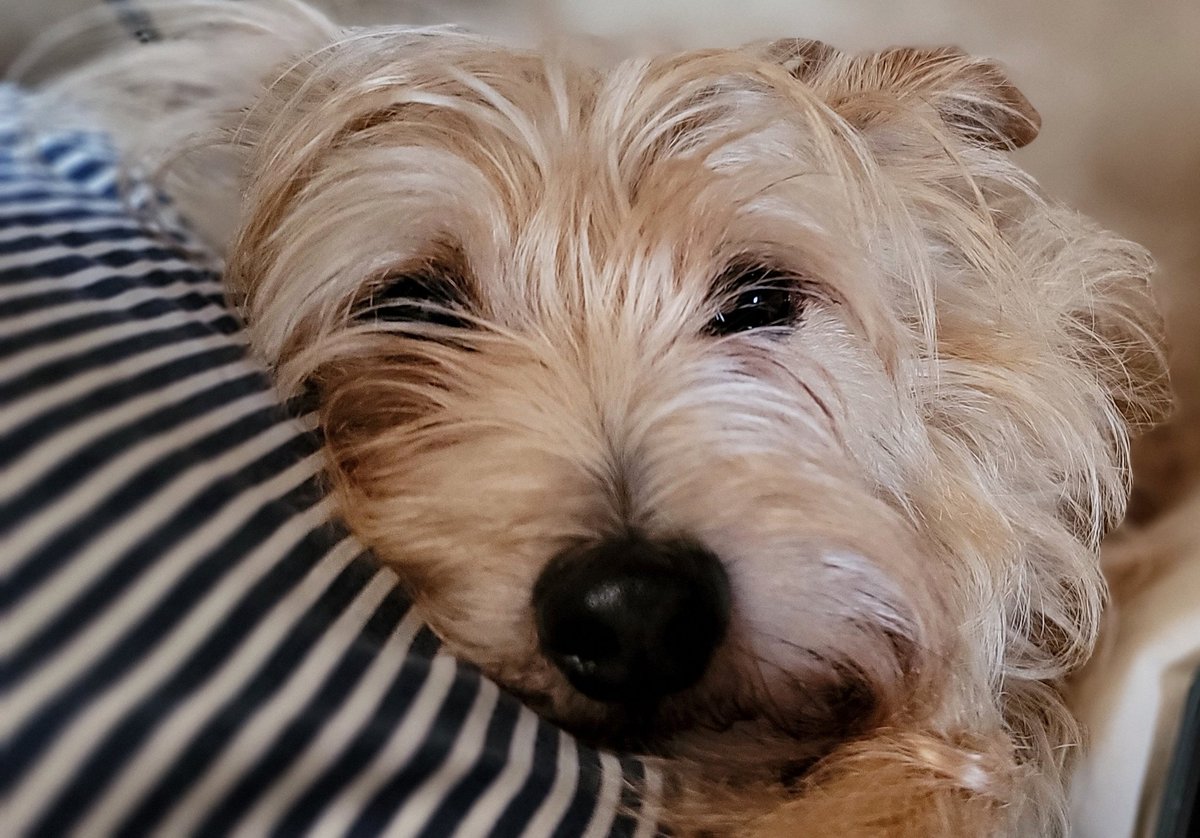 DavidLeedogs's tweet photo. Sometimes you just have to take a moment to relax...
#dogsoftwitter #dogs #dogtraining #dogtrainer #MasterDogTrainer https://t.co/QD2zHVIMFu