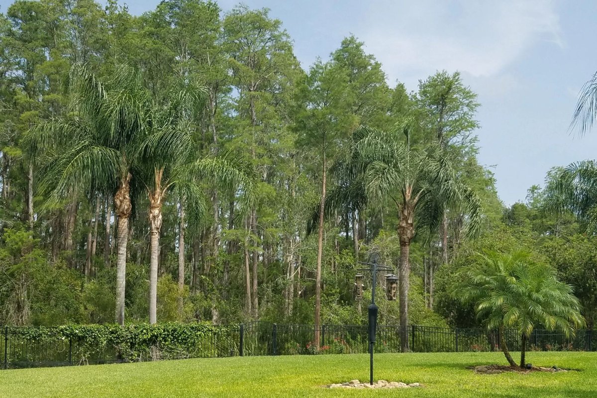 MooreCutsFL's tweet photo. Nothing looks better than a fresh trim! We're here to make every tree in your yard beautiful. To see what's possible, visit us online: https://t.co/uSN7vKBFzM. #MooreCutsFloridaTreeService #LessIsMoore #TheTreeWhisperers #TreeTrimming https://t.co/CMGxGxs2Dr