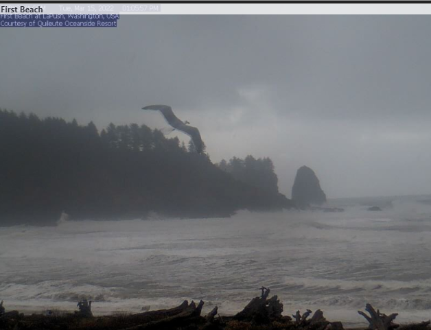 NWSSeattle's tweet photo. Action shot from the coast.

Now, one might ask: Why do seagulls fly over the sea?

Because if they flew over bay, they would be bagels!

This dad joke was sponsored by lunch time.

#wawx https://t.co/qwpSfgtvHr