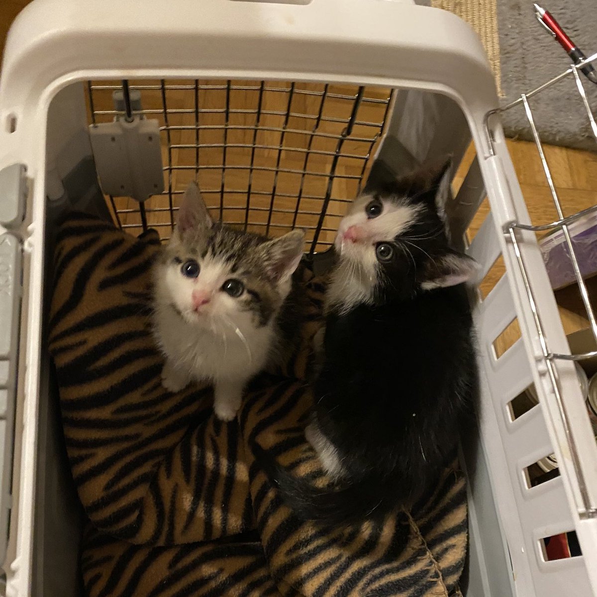 Rockkitties tweet media