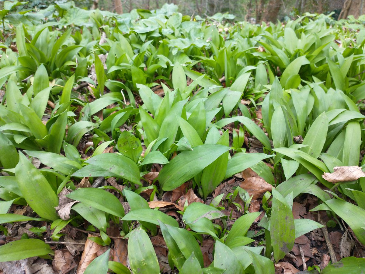 RewildingTrust's tweet photo. Walk into an ancient woodland this spring and smell the garlic.

Wild garlic in a good marker of the 'ancientness' of woodland so if you spot it you could well be in a truly special place

Spotted in Carrs wood in Somerset, an 8 acre council woodland https://t.co/EN8Cxz9VFG https://t.co/Vs66HGSLN6