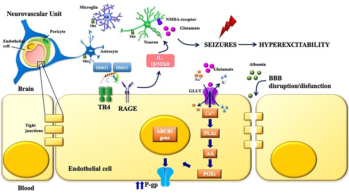 EpilepsiaOpen's tweet photo. Factors not considered in the study of drug‐resistant epilepsy: Drug‐resistant epilepsy: assessment of neuroinflammation https://t.co/85nnE2UmnO
#Epilepsy #epilepsyresearch #openaccess #bloodbrainbarrier #neuroinflamation @IlaeWeb @WileyNeuro @yesILAE https://t.co/gPMvQkFd5I