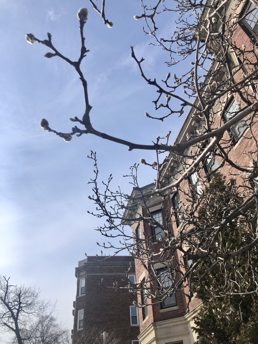 Emjay1028's tweet image. Todays #weather in #Boston = MJ approved! 👍👍🍀🌷🌿🌱☀️ #BringOnSpring #CoolerAtTheCoast #MJWeather #Allston #CommAve