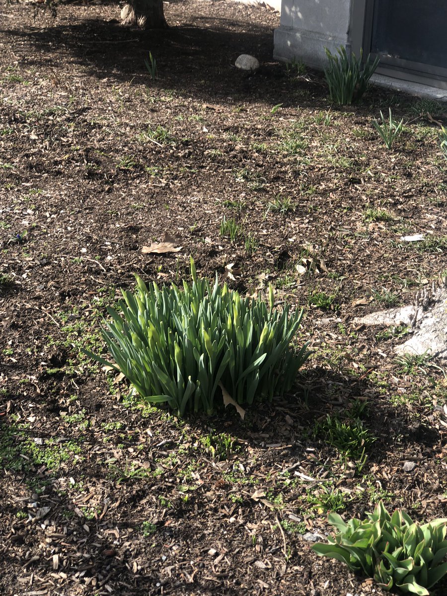 Emjay1028's tweet image. Todays #weather in #Boston = MJ approved! 👍👍🍀🌷🌿🌱☀️ #BringOnSpring #CoolerAtTheCoast #MJWeather #Allston #CommAve