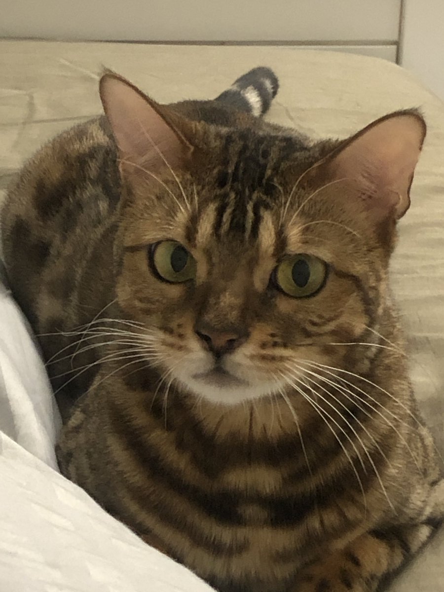 Самая хитрая, самая наглая, проказница и непоседа, но и самая умная. Уж я-то, видавшая разных бенгалов, от этой дамы столько натерпелась😱, но так и не смогла расстаться. Люблю )))