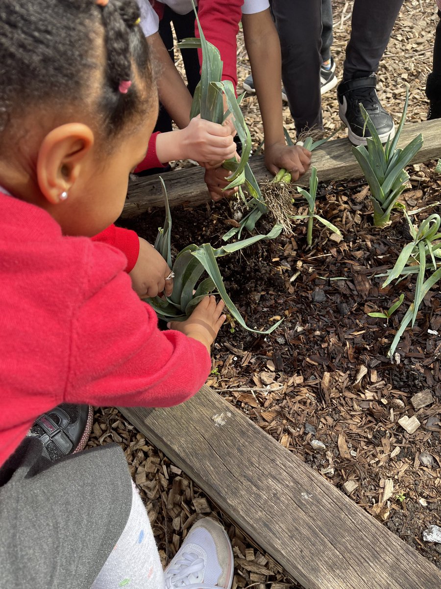 KitchenTeaching's tweet image. Today some of the children in year 2 harvested some leeks from our school garden