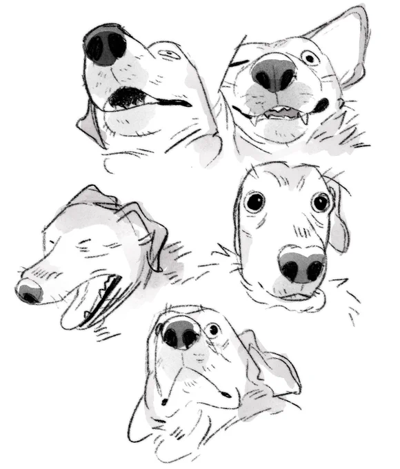 a collection of drawings of my dogs :3 