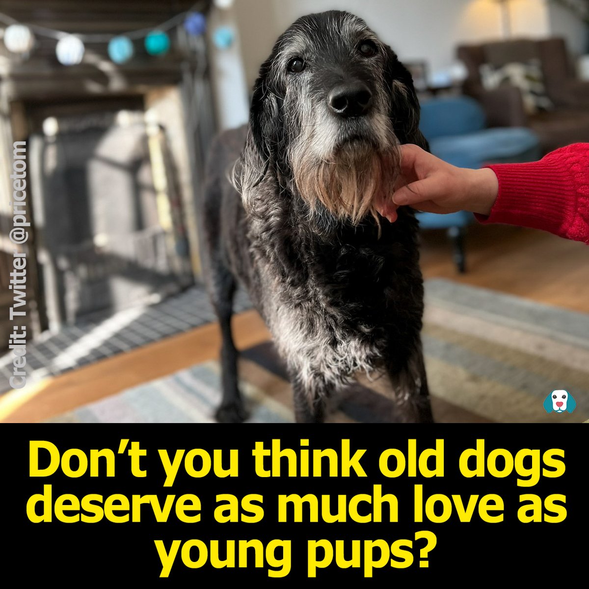 iloveeverydoggy's tweet photo. Raise your hand! 🖐️ https://t.co/kDRtmvUfo4
