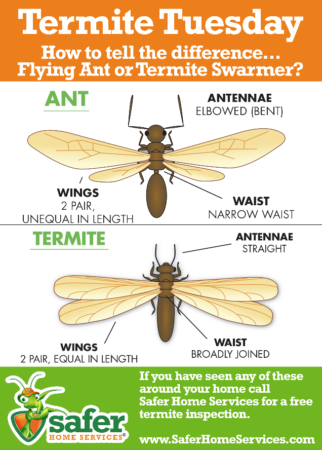 Learn How to Tell the Difference Between Termite Swarmers and Flying Ants: 

#TermiteTuesday #PestControlService #SafePestControl #Pinellas #Hillsborough #Manatee #Pasco