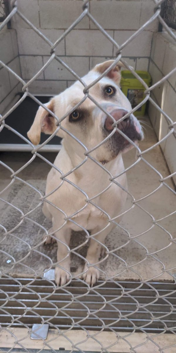 one by one animal rescue huntington wv charliehorwath