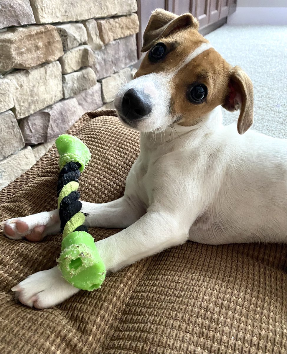 BelleLBear's tweet photo. #PhotoChallenge2022March #dogs #DogsofTwittter #CutePuppy #ChewBone
Day 15: “Green” - Isn’t my chew bone a pretty shade of GREEN?? #BUSYBEA 💚💚💚Baby Beatrice 💚💚 https://t.co/Sx6sDc5Miy