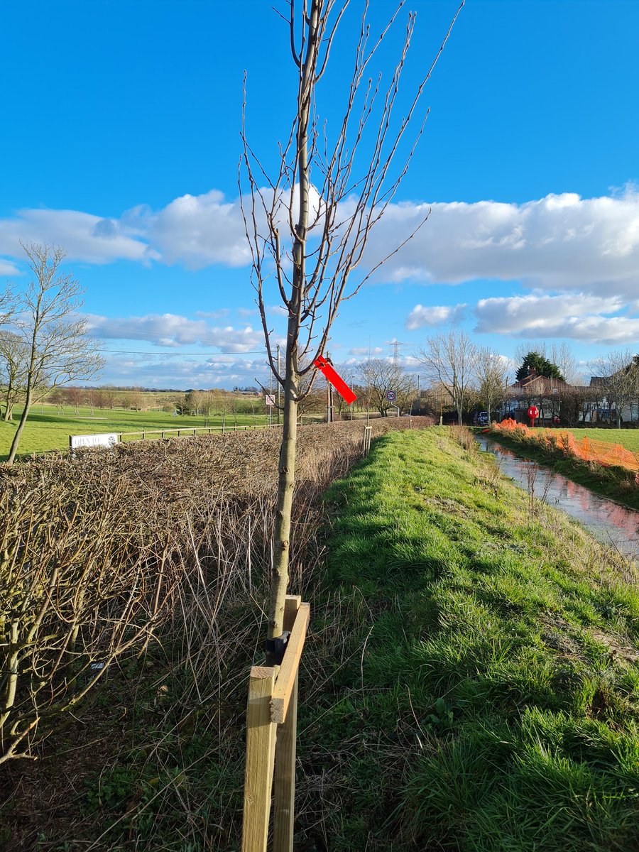 Staining in Bloom tweet media