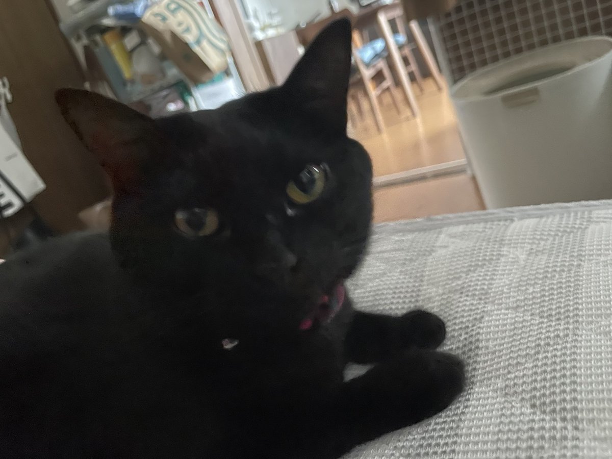 _p_t_t_i's tweet image. 朝ねこ 2022.03.16