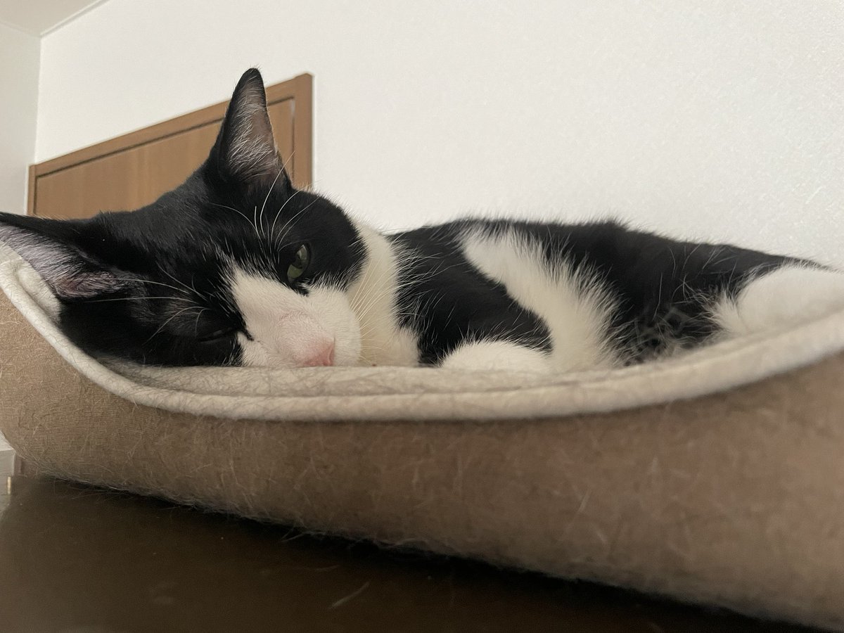 _p_t_t_i's tweet image. 朝ねこ 2022.03.16