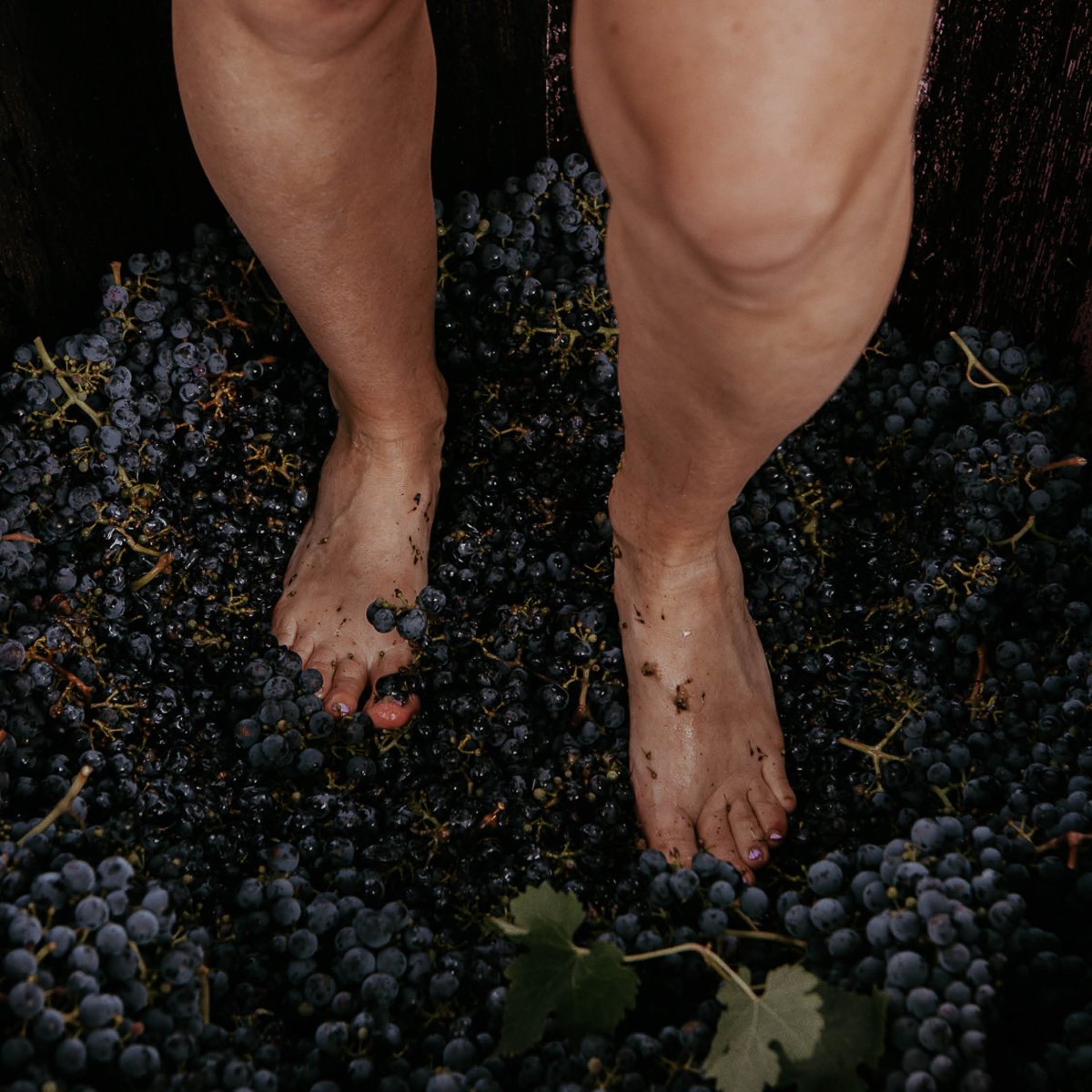 winedirect.com.au tweet media