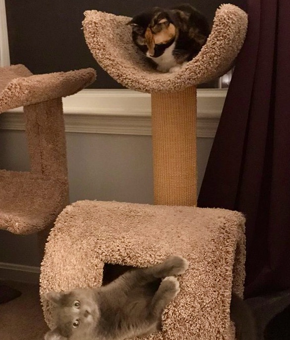 💖Post-adoption day 5: Lottie & Pesto share a tower. 'He's a silly #cat, that Pesto,' thinks Lottie. (She has a point.) #AdoptDontShop #cats #Virginia #pets #tuesdayvibe #Virginia #noVA #catlovers #CatsOfTwitter #CatsLivesMatter #rescue #animalrescue #AnimalLovers #friends #cute