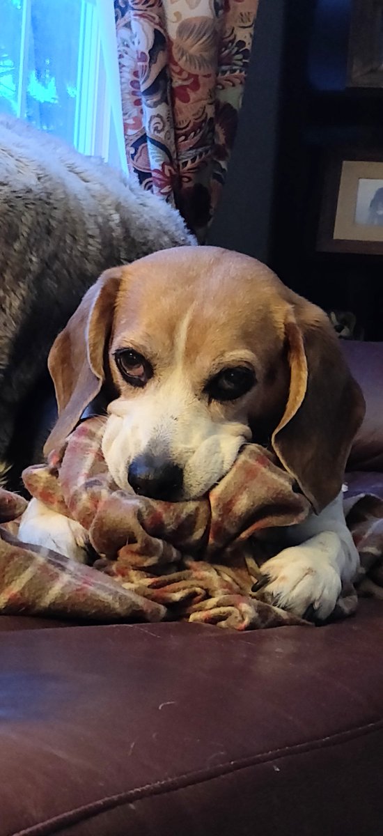 @16yrOldBeagle Willie says thank you and he and his momma really hopes he gets to live just as long as you! You are an inspiration to us #seniorbeagles! 💗