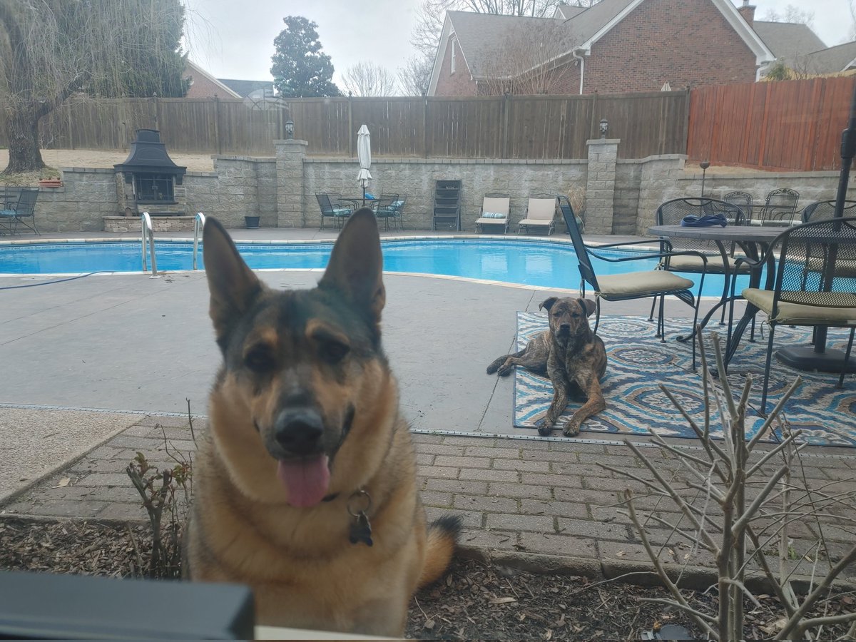endelouz's tweet photo. Just hanging out by the pool.
#dogs #dogsoftwitter https://t.co/0LtC80TfYL