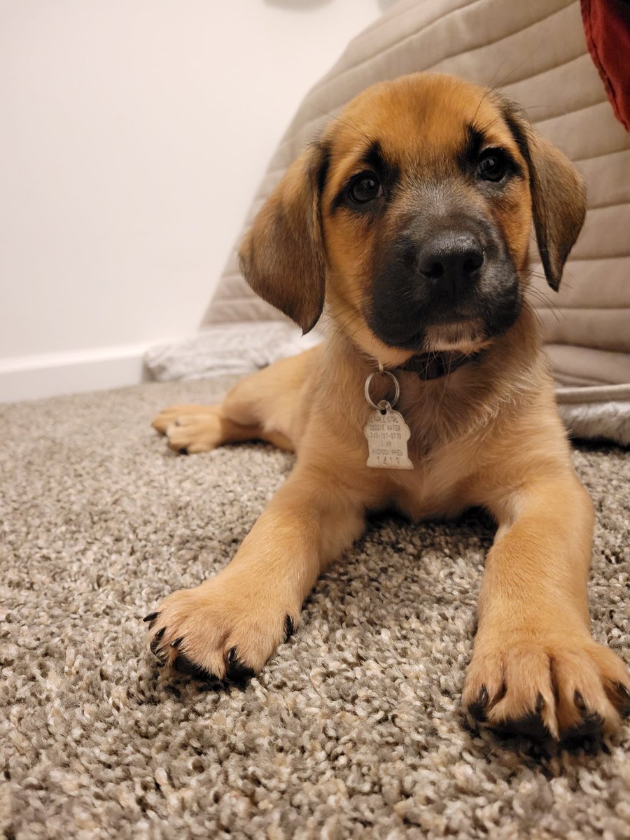 SlothySoma's tweet photo. Um so I got a puppy and she's my absolute world already. Like depression? Who heard of it? Not me. https://t.co/OM0t2vzStr