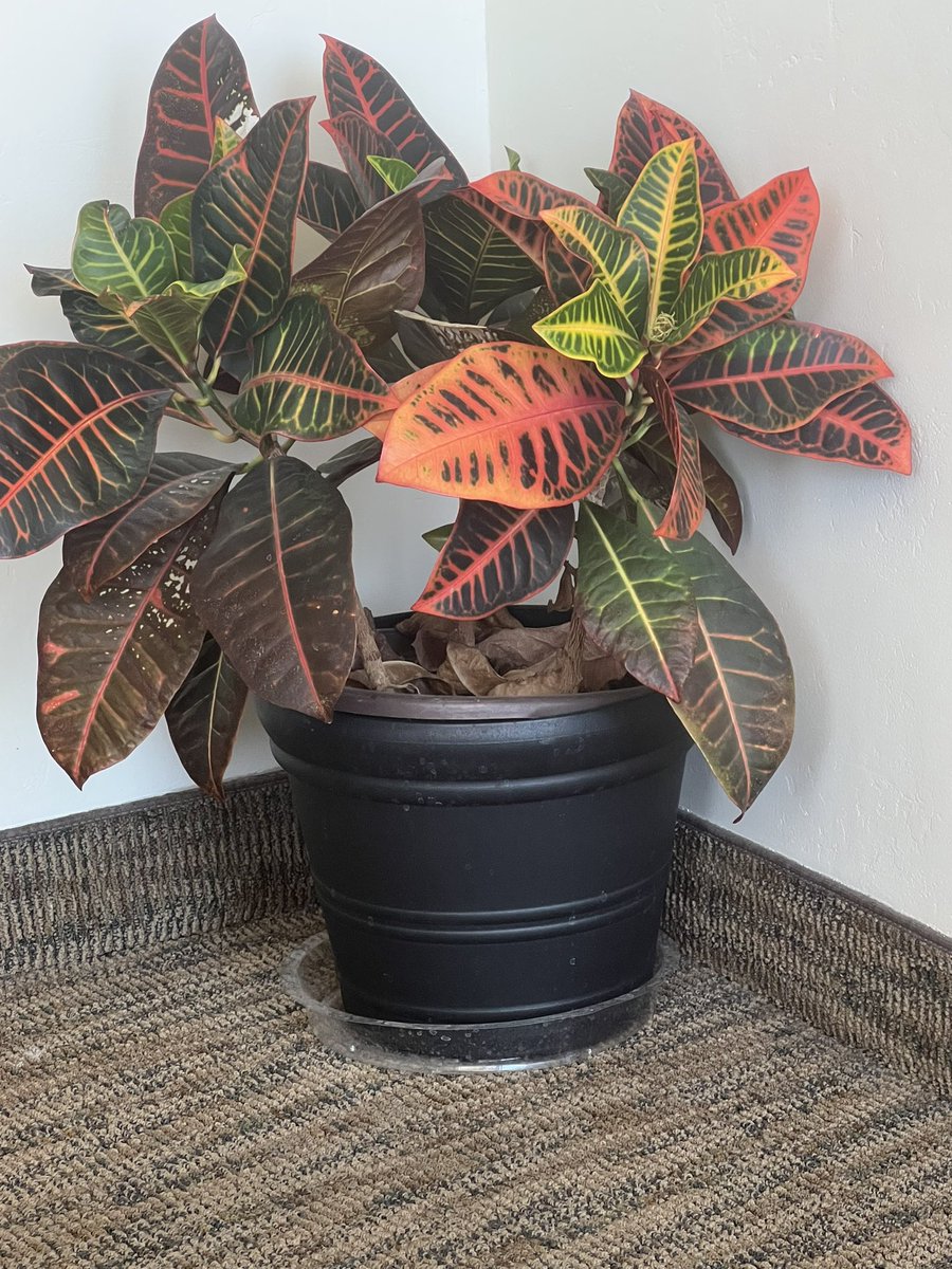 Look at this beauty! My dentist office is full of plants! #HouseplantHour #plants #cathelia #leafs #officeplants #beautiful #wow #iloveplants #plantas